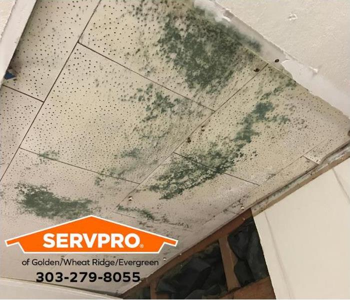 Mold grows on ceiling tiles in a commercial property.