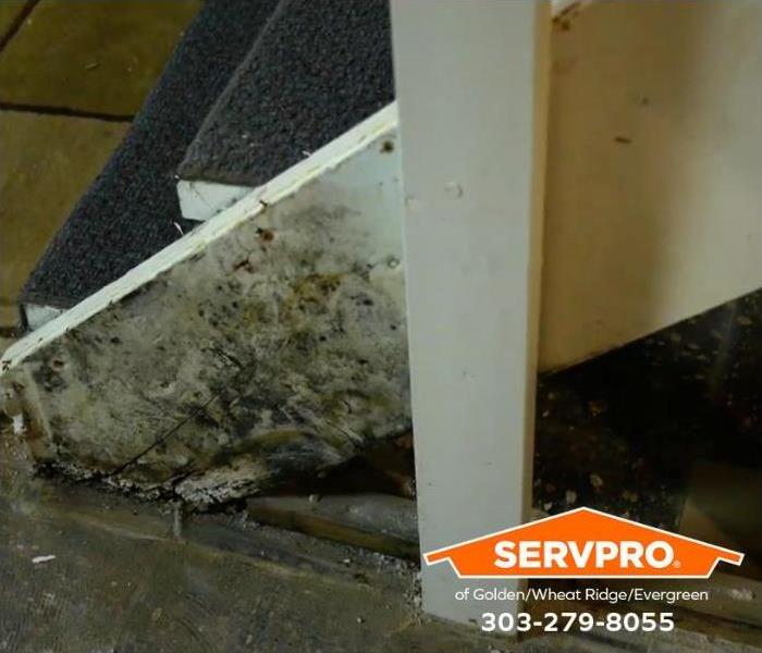 Water damage and mold cover the floor and stairs in a basement.